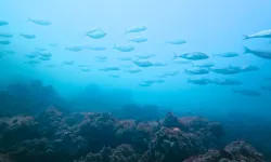 İzmit Körfezi’nde muhteşem değişim... Körfez yeniden can buldu