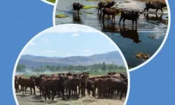 Halk elinde ıslaha 2,7 milyar TL destek