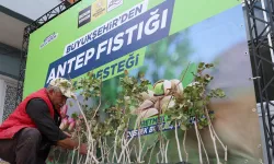Konya'da antep fıstığı yaygınlaşıyor