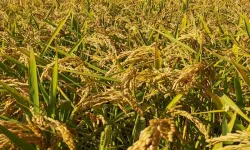 Pirinç ithalatı Ekim'de 13 kat arttı