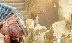 Çiftçilere 226 milyon TL destek hesaplarda!