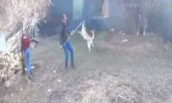 Elmalı'da köpek götürülme görüntüleri tepki çekti