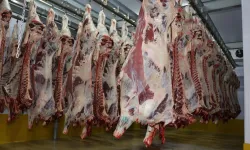Kocaeli Mezbahası'nda 6 bin 29 kesim yapıldı