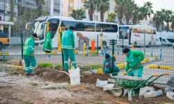 Muğla Milas yeşile bürünüyor