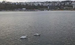 Şile Limanı'nda nadir görüntü... İki kuğu ilgi odağı oldu