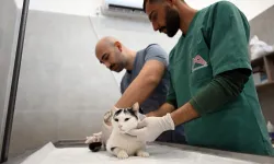 Kediler bu merkezde kısırlaştırılacak