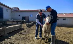 ABB'den kırsala veterinerlik hizmeti