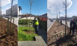 Bursa'nın 700 yıllık mirası 700 çınarla kök salıyor