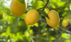 Limon ithalatına kapı açıldı! Limonda 'gümrük' yüzde 10'a düşürüldü