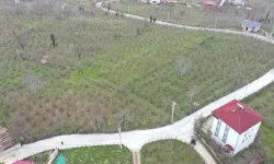 Ordu Büyükşehir'den Kumru'da yol seferberliği