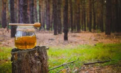 Türk çam balı için Ar-Ge atağı