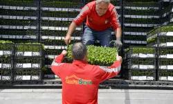 Ankara Büyükşehir'den çiftçilere 624 bin fide desteği