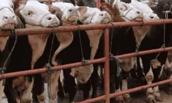 Balıkesir Gönen'de hayvan pazarlarına 'şap' tedbiri