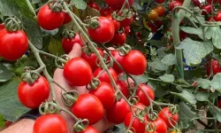 Balıkesir'de zincir markete 'fahiş fiyat' incelemesi... Zincir markette kokteyl domates vurgunu!