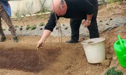 Bilecik Pazaryeri'nde tütün geçim kapısı oluyor