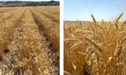 Bisküvilik buğday üretimi başladı