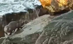 Düzce Akçakoca'da su samuru görüntülendi