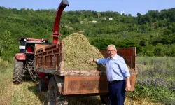Ordu'da atıl arazi tarıma kazandırıldı