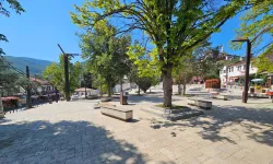 Sakarya Taraklı'da tarihi çınar yeniden hayat buluyor