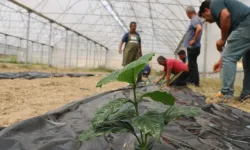 Adana'da kahve üretimi için ilk fidan toprakla buluştu