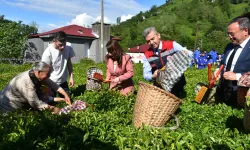 Artvin'de geleneksel çay hasadı başladı