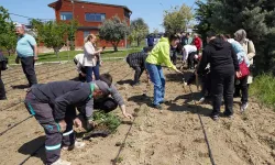 İstanbul Beylikdüzü'nde yazlık fideler toprakla buluştu
