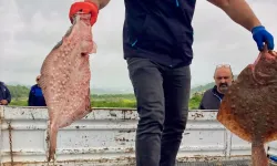Karadeniz'de yasa dışı avcılığa geçit yok! 500 kilogram kalkan ele geçirildi