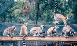 Lemur ailesinin yeni üyesi sevimli 'Zabumafu' oldu