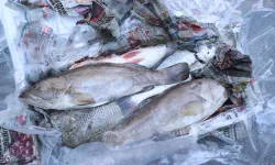 Antalya'da 260 kilo balığa el konuldu