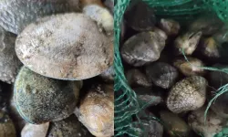 Kapıkule'de 840 kilo canlı akivades ele geçirildi! 1 milyon TL ceza kesildi