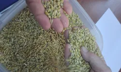 Keşan'da ilk arpa hasadı satıldı... İlk ürün 17,50 TL'den satıldı