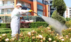 Konya Karatay'da ilaçlama çalışmaları sürüyor
