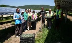 Samsun'da GES sahasında Agrivoltaik Tarım Uygulaması
