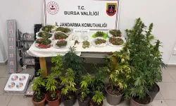Bursa İnegöl'de kenevir ve yüklü miktarda esrar ele geçirildi
