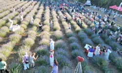 Kocaeli İzmit'te Lavanta Şenliği coşkusu
