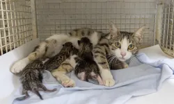 Silifke Hayvan Rehabilitasyon Merkezi can dostlara güvenli liman