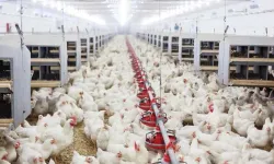 Tavuk eti üretimi 202 bin ton oldu, yumurta üretimi arttı
