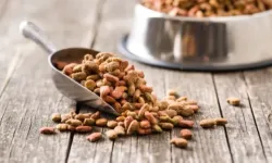 Yeni yapılan 31 bilimsel araştırmaya göre, vegan köpek maması ve vegan kedi mamasının iyi sindirildiğini ortaya koydu