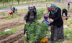 İzmir Mahalle Bostanları büyüyor