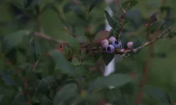 Ordu Gürgentepe'de mavi yemiş ve çoban fasulyesi atağı