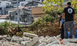 Arama köpeklerinin eğitim üssü Trabzon oldu