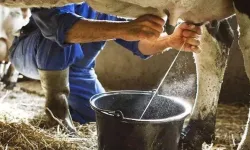 Ticari süt toplama arttı, içme sütü üretimi geriledi