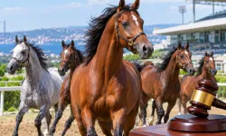 TİGEM, 15 safkan Arap koşu tayını satışa çıkarıyor