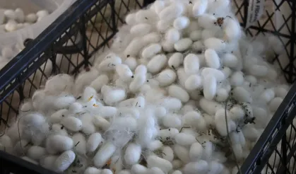 Muğla'da kozalar berekete dönüştü