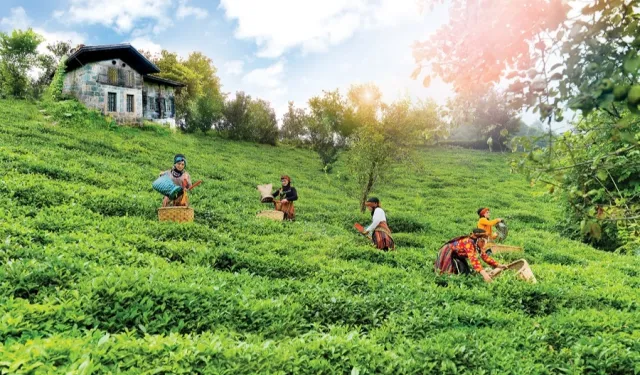 Çay topraklarına can suyu... Rize, Trabzon ve Artvin'de çay bahçelerinde verim arttı
