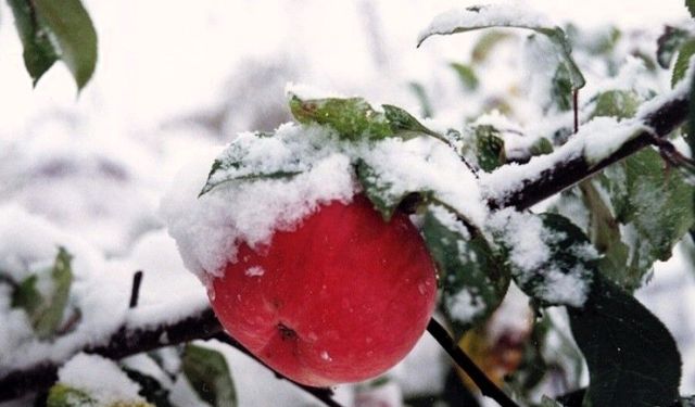 Karaman'da 16 Milyon Elma Ağacı Donarak Telef Oldu