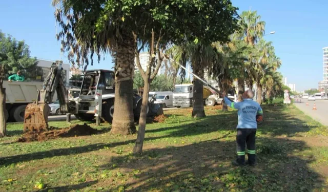 Adana Büyükşehir'den ağaç nakli