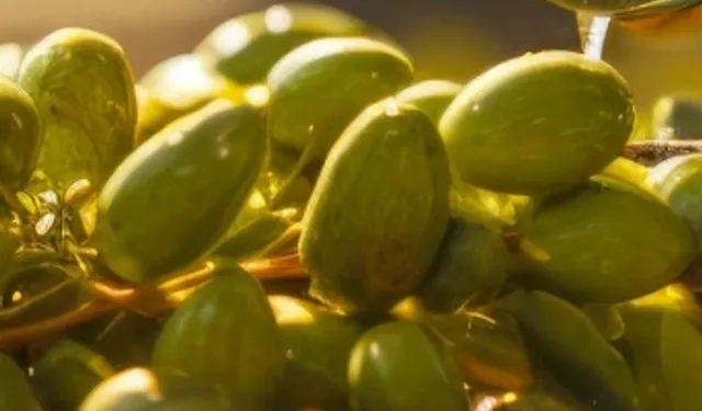 İzmir Kooperatifçilik Buluşmaları 19 Aralık'ta