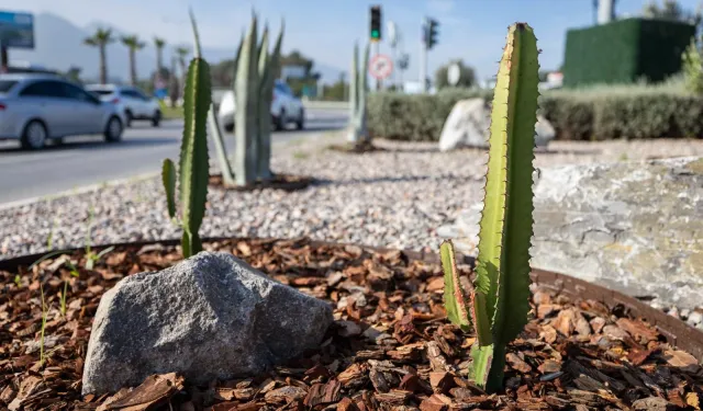 İzmir'in çehresi su tasarruflu bitkilerle güzelleşiyor