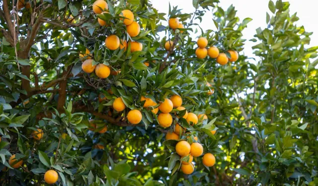 Mersin Kan Portakalı coğrafi işaret tescili aldı